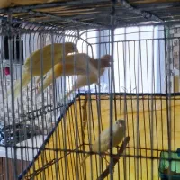 قناری درجه یک و خانگی بی نظیر و سالم و سرحال|پرنده|بروجرد, |دیوار