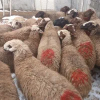 ۲۲راس گوسفند میش بره وابستن جوان داشتی مهربانی|حیوانات مزرعه|خرم‌آباد, |دیوار