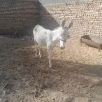فروش الاغ