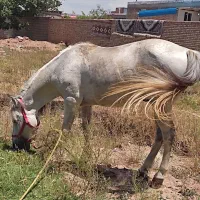 اسب|اسب و تجهیزات اسب‌سواری|مرند, |دیوار