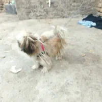 سگ خونگی نژاد شیتزوپیکینز ماده یکساله