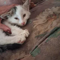 بچه گربه ۲ ماهه