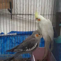 عروس هلندی جفت نرچهار ماهه ویکی هم ماده|پرنده|مرودشت, بهارستان|دیوار