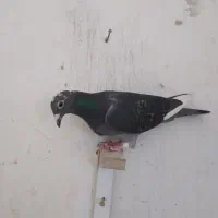 کبوتر کفتر پلاکی|پرنده|بیرجند, |دیوار