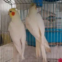 جفت عروس هلندی|پرنده|کلاچای, |دیوار