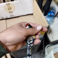 سهره عشقبازی