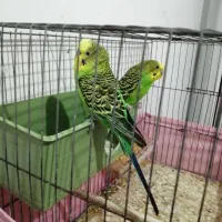 یک جفت مرغ عشق مولد کارداده