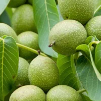 ـ فروش تمام رقم های گردو