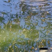 ماهی شب عید|ماهی|مشگین شهر, |دیوار