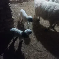 گوسفندبه همراه دوتا بره اش