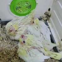 جوجه عروس هلندی سرلاکی