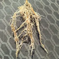 کارشناسی زراعی (شلتوک) تغذیه و تقویت|عمده‌فروشی|اهواز, نادری|دیوار
