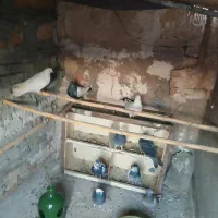 9عددکفترتهرانی بشرط پرواز سالمو سلامت