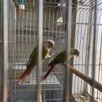 گرینچیک  آناناسی