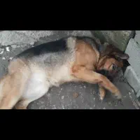 فروش سگ ژرمن شپرد|سگ|رشت, حومه رشت|دیوار