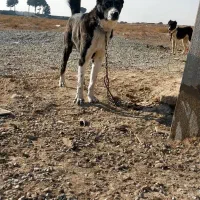 نرافغان سگ ۲عدد نگهبان سفت واگذاری گله ای دهن پاک
