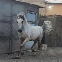 اسب نریان کرد