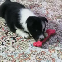 واگذاری سگ خانگی