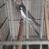 جوجه عروس دون خور