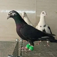 کبوتر آلمانی