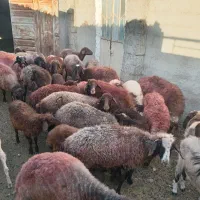 فروش گوسفند تخمی