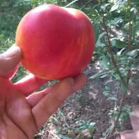 فروش‌نهال‌به‌صورت‌عمده‌وخرده