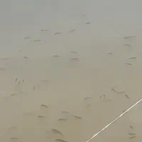 فروش بچه ماهی