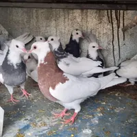 طوقی ساده|پرنده|مبارکه, |دیوار
