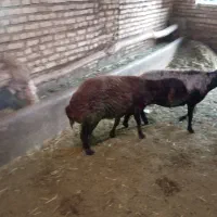 یک عدد میش جوان دن ورب