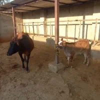 فروش گاو و گوساله