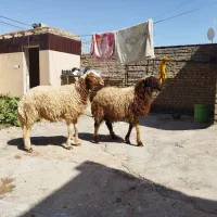 اهواز حمیدیه