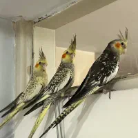 عروس هلندی دستی