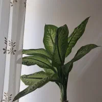 قلمه گل دیفن