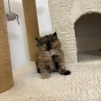 گربه بریتیش لانگ|گربه|تهران, نیاوران|دیوار