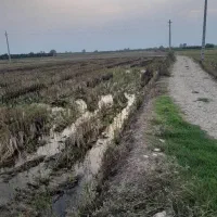 شالیزار|فروش دفتر صنعتی، کشاورزی، تجاری|کیاکلا, |دیوار