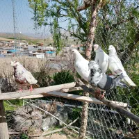 کبوتر فروشی زمانتی