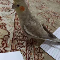 یک جفت عروس هلندی سالم بازیگوش