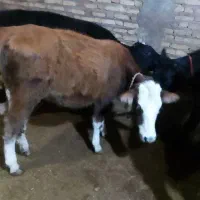 سه رس گوساله دمازدق