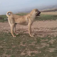 فروش سگ عراقی