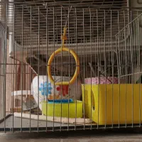 فروش قفس پرنده