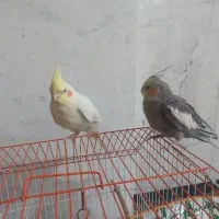 فروش جفت عروس هلندی سالم