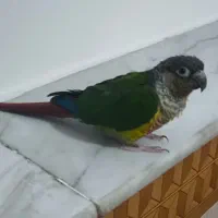 طوطی گرین چیگ سخنگو|پرنده|قم, شاه ابراهیم|دیوار