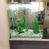 اکواریوم|ماهی|لار, |دیوار