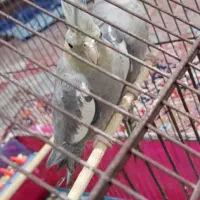 پرنده|پرنده|مسجد سلیمان, |دیوار