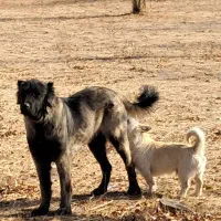 واگذاری توله سگ سرابی ماده۸ماهه زات قدیم مخصوص گله