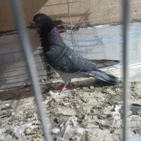 ۳ عدد کفتر نر