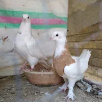 کبوتر طوقی سه تا باهم 650هزار تومان|پرنده|شیراز, شهرک ولیعصر|دیوار