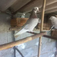 چهار عدد کبوتر
