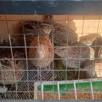 بلدرچین تخم گذار