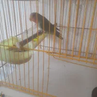 طوطی،کوتوله